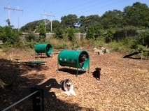 Dogs enjoying the outdoor play area at our cage-free boarding and daycare facility